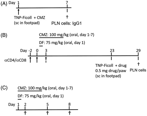 Figure 1. Experimental set-up. (A) BALB/c mice (n = 6/group) were injected in the hind footpad with 0.25, 0.5 or 1 mg CMZ combined with 10 μg TNP-Ficoll. After 7 days, the mice were euthanized and their PLN isolated for further analysis. (B) Mice (n = 6–8 group) were orally exposed to 1 (75 mg/kg DF) or 7 consecutive (100 mg/kg CMZ) doses. On Day 21, the mice were challenged in the hind footpad with 0.5 mg/animal of DF/CMZ together with 10 μg of TNP-Ficoll. One week following this challenge, all mice were euthanized and their PLN isolated for analysis. For experiments including T-cell depletion, mice received IP injections with 300 μg/200 μl saline of CD4 + T-cell depleting antibody on Days −2 and 0 for DF-exposed animals and on Days −2, 0 and 3 for CMZ-exposed animals. CD8+ T-cell depleting antibody was injected on Days −2 and 0 in both experiments. (C) Mice (n = 6/group) were orally exposed to a single dose of DF (75 mg/kg) or seven consecutive doses of CMZ (100 mg/kg). Two, five and eight days following the (first) oral dose, mice were euthanized and their MLN isolated for further analysis.