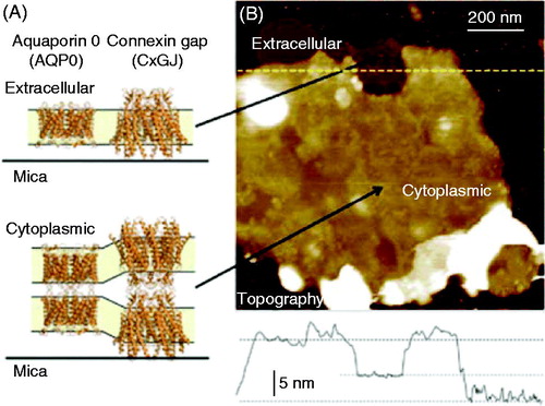 Figure 1. AFM imaging allows SLBs observations. Isolated plasma membranes from the eye lens maintain the native double-layered architecture. (A) Crystal structure representation of the lens membrane proteins connexin and aquaporin 0, showing single layer configuration (exposing the extracellular side) and the native, double layer configuration (exposing the cytoplasmic side) (PDB codes 2ZW3 and 2B6O.40,41 Structural images rendered using Pymol, http://www.pymol.org). (B) Overview topography of an isolated lens membrane revealing a darker, single layer region and a brighter double layer region. The line graph shows the cross-section along the dotted line in the image and reveals the thickness of the single and double layers. The false color scale is 25 nm. Reprinted by permission from the Royal Society of Chemistry (Rico et al. Citation2013).