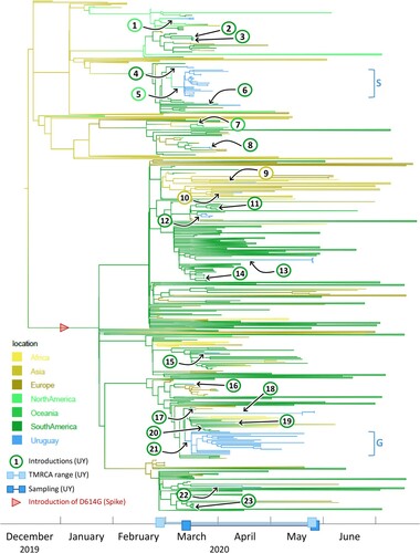 Figure 3. Time-scaled phylogenetic tree to identify the source regions of the sequences in the imported Uruguayan clusters. We employed a discrete state phylogeography diffusion model in BEAST with seven ancestral location states (Africa, Asia, Europe, North America, Oceania, South America, and Uruguay) to identify the most probable source locations for the sequences in the 23 previously identified international introductions into Uruguay. The branches of the trees are colour-coded according to each geographic region. A colour gradient along the branches indicates historic introduction events between locations. The introductions into Uruguay are highlighted by black arrows and circles with consecutive numbering according to the introduction event (colour-code of circle outline: probable source continent). The estimated time to the most recent common ancestors (TMRCAs) of Uruguayan (UY) sequences and their sampling period are indicated as ranges along the x-axis timeline. Branches that are not involved in introduction events are collapsed to facilitate visualization. The introduction of the spike D614G mutation is indicated by a red arrowhead. The two major Uruguayan clades are highlighted by brackets, and GISAID clades are indicated.