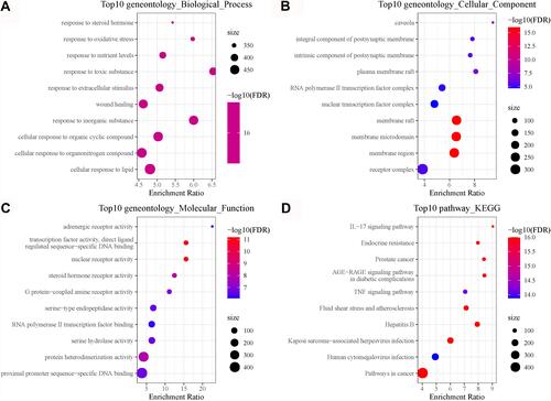 Figure 4 Functional analysis of 26 COVID-19 target genes in the TCGA-LUAD dataset. (A–C) The top 10 enriched terms of biological process, cellular component and molecular function. (D) The top 10 enriched KEGG pathways. Size indicates gene counts. FDR, false discovery rate.