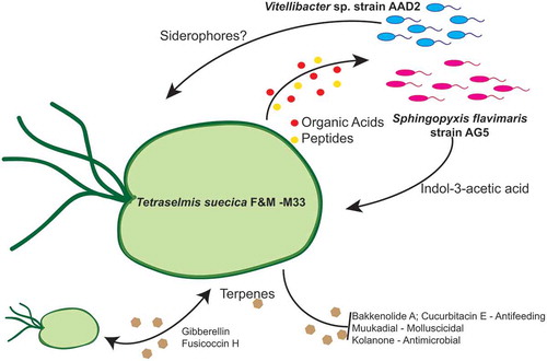 Fig. 4. Schematic overview of the Tetraselmis suecica F&M-M33 phycosphere and its possible interactions with Vitellibacter strain AAD2 and Sphingopyxis flavimaris strain AG5