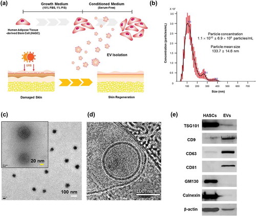 Figure 1. Characterization of EVs secreted from HASCs. (a) Schematic representations of EV isolation from HASCs and the EV treatment of UVB-induced skin ageing. (b) Nanoparticle tracking analysis (NTA) showing the concentration of the EVs. (c) Classic and (d) cryogenic transmission electron microscope (TEM) pictures of EVs. The scale bars represent 100 nm (white) and 20 nm (yellow). (e) Western blot analysis of EVs. Expression of EV markers (TSG101, CD9, CD63 and CD81) and internal protein markers (GM130 and Calnexin).