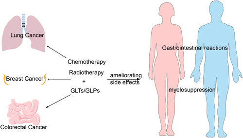 Figure 6 The synergistic model of GLP and GLTs with chemotherapy and radiotherapy. Combination treatment of GLP/GLTs and chemo-radiotherapy showed synergistic effects in lung cancer, breast cancer and colorectal cancer treatments with ameliorating side effects such as gastrointestinal reactions and myelosuppression.