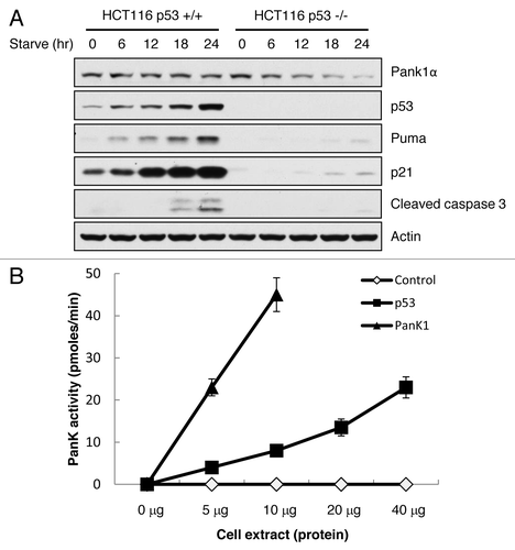 Figure 4. p53 regulates PanK1 expression under starvation and directly regulates PanK1 activity. (A) HCT116 p53+/+ and p53−/− cells were glucose-starved (DMEM + 10% FBS + no glucose) for the times indicated. Total cell extracts were assayed for PanK1, p53, Puma, p21, cleaved caspase 3 and actin. (B) H1299 cells were transfected with p53 or PanK1 (Pank1a)-expressing vectors, and total cell extracts were obtained to assay for PanK kinase activity in vitro.