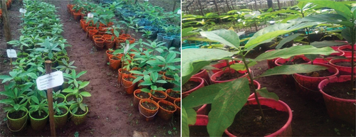 Figure 1. Seedling avocado rootstocks ready for grafting.