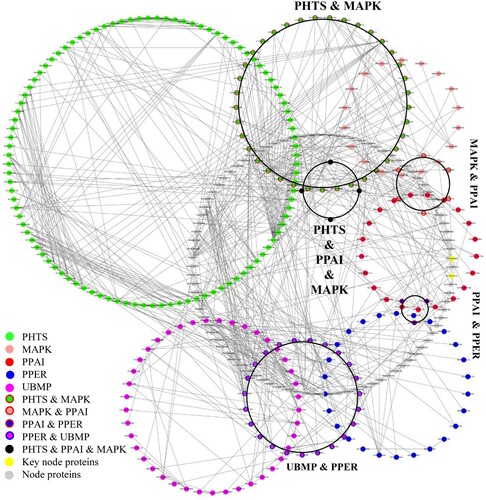 Figure 2. A subnetwork of top five pathways of Arabidopsis nuclear proteins. Co-pathway proteins were circled together.