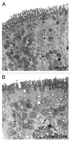 Figure 5 Cav-2-/- epithelial cells of the ileum exhibit swollen mitochondria. Portions of the ileum of mice from each mouse injected with LPS (20 mg/kg i.p.) were collected and processed for electron microscopy. Injection of LPS induced mitochondria swelling, an effect that was more prominent in (B) Cav-2-/- mice (arrows) compared to (A) WT mice (arrowheads).