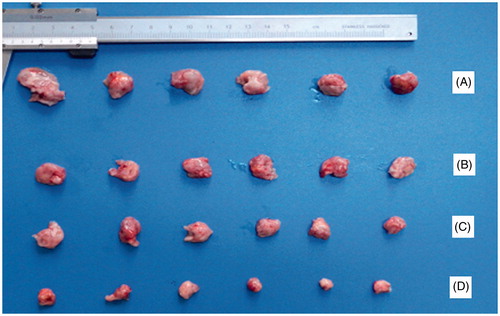 Figure 3. The excised tumor photo of 10-HCPT-HES conjugate on node mice (six animals in each group) xenografted with H22 tumors. Group A: saline group; group B: 10-HCPT injection group; group C: 0.75 mg/kg 10-HCPT-HES conjugate group; group D: 1.5 mg/kg 10-HCPT_HES conjugate group.