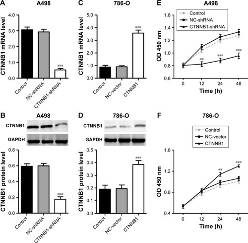 Figure 2 Effect of CTNNB1 on cell proliferation. After treatment of A498 (A and B) and 786-O (C and D) cells with pLKO.1-EGFP-CTNNB1-shRNA vector (CTNNB1-shRNA) or pLKO.1-EGFP-CTNNB1 vector (CTNNB1), expression of CTNNB1 assay was analyzed by real-time PCR and Western blot, and cell proliferation (E and F) was performed, as described in “Materials and Methods.” Representative pictures of three independent studies are shown. Data are presented as mean ± SD. **P<0.01, ***P<0.001 compared with control groups.