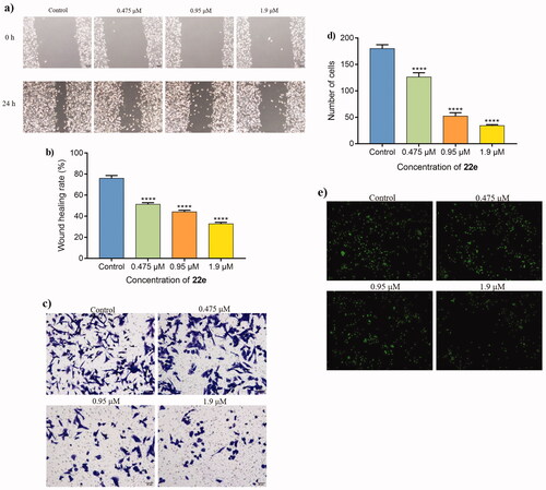 Figure 5. (a) MDA-MB-231 cells were treated with 22e (0, 0.475, 0.95 and 1.9 μM), sterile pipette tips were used to scratch evenly, the incubation were continued, and representative images were captured (b) Corresponding histograms of wound-healing rate were showed. (c) MDA-MB-231 cells were seeded onto chambers and incubated with 22e (0, 0.475, 0.95 and 1.9 μM), stained with crystal violet, and representative images were photographed. (d) The number of cells were displayed in corresponding histograms. (e) MDA-MB-231 cells were incubated with 22e (0, 0.475, 0.95 and 1.9 μM), then fixed, washed and photographed with fluorescence microscope. All data are represented as the mean ± SD of three independent experiments. ****p < 0.0001 versus the control group.