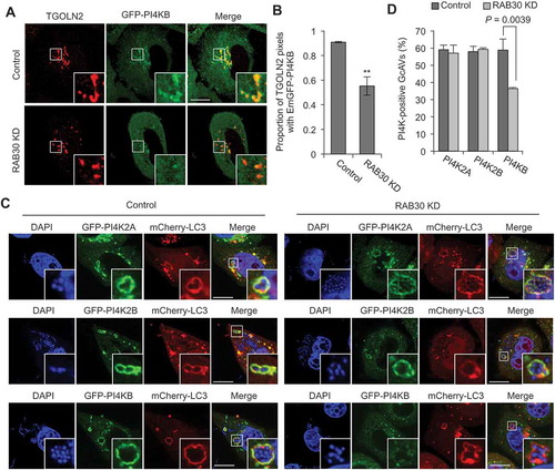 Figure 6. RAB30 is involved in the recruitment of PI4KB to TGN and GcAV. (a and b) HeLa cells were transfected with EmGFP-PI4KB and a control siRNA or RAB30 siRNA. After 2 d transfection, cells were fixed and immunostained using anti-TGOLN2 antibody. Representative confocal images (a) and proportion of TGOLN2-signals colocalized with EmGFP-PI4KB from at least 30 randomly selected fields were quantified using Mander’s coefficient M1 in control and RAB30-knockdown cells (b). (c and d) HeLa cells were transfected with mCherry-LC3, EmGFP-PI4KB and a control siRNA or RAB30 siRNA. After 2 d transfection, cells were infected with GAS for 4 h. Representative confocal images (c) and the percentages of PI4K-positive GcAV. Data in (b) and (d) are the mean ± SD of 3 independent experiments. Bars: 10 μm.