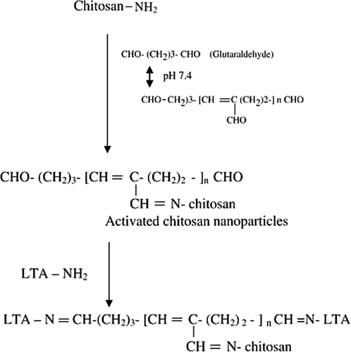 Figure 1. Schematic presentation of anchoring of LTA lectin to surface of Chitosan nanoparticles with glutaraldehyde as cross-linker.