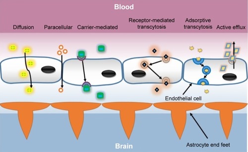 Figure 1 Various mechanisms of transport across BBB.Abbreviation: BBB, blood–brain barrier.