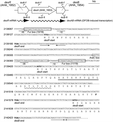 Fig. 2. Genetic map and the partial nucleotide and deduced amino acid sequences of the desRAB region.Notes: (A) The gene nomenclature annotated in the A. hydrophila ATCC 7966T genome sequence databaseCitation10) and the primers used for RT-PCR are illustrated. The wavy lines with arrowheads indicate the RNA messages. (B) The putative Fur boxes and AraC box are boxed with solid and dashed lines, respectively. The putative promoter sequences are labeled with −10 and −35. The predicted amino acid sequence of desA is double-underlined. This sequence is in accordance with the N-terminal amino acid sequence determined for the mature DesA. The putative TonB box sequence and the highly conserved C-terminal F residue in DesA are indicated with a wavy line and a bold letter, respectively. The terminator signal is indicated by converging arrows. Nucleotide numbers correspond to nucleotide sequence positions in the A. hydrophila Kyoto Encyclopedia of Genes and Genomes Database (http://www.genome.jp/kegg-bin/show_organism?org=aha).