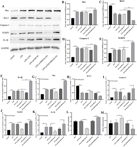 Figure 8 (A–F) Effects of PRKCQ-AS1 overexpression or knockout on protein expression levels of Bax (A and B), Bcl-2(A and C), caspase 1(A and D), NLRP3(A and E) and IL-1β (A and F) in the sepsis-related cell (LPS-induced HUVECs) by western bolt. ***p < 0.001.** p < 0.01. *p < 0.05.(G–K) Effects of PRKCQ-AS1 overexpression or knockout on expression levels of Bax (G), Bcl-2 (H), caspase 1 (I), NLRP3 (J) and IL-1β (K) in the sepsis-related cell (LPS-induced HUVECs) by RT-qPCR. The expression level of GAPDH was used as an internal reference for PRKCQ-AS1. The data are shown as the mean ± standard deviation. ***p<0.001. ** p<0.01. *p < 0.05.(L and M) Effects of PRKCQ-AS1 overexpression or knockout on ROS (L) and SOD (M) levels in the sepsis-related cell (LPS-induced HUVECs) by commercial kit. The data are shown as the mean ± standard deviation. ***p<0.001. *p < 0.05.