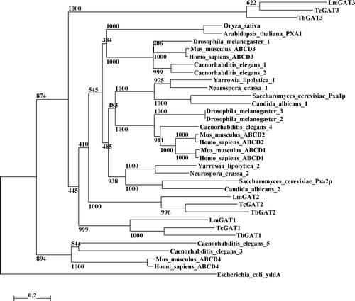 Figure 1s.  Dendrogram showing the relationships between amino-acid sequences of described and putative peroxisomal ABC transporters. The tree was created using the ClustalX program. Positions with gaps were excluded and the tree was corrected for multiple substitutions. The closest related ABC transporter sequence of Escherichia coli was used to root the tree. Drosophila melanogaster, Caenorhabditis elegans, Yarrowia lipolytica, Neurospora crassa and Candida albicans sequences were the highest scoring hits obtained when the three GAT sequences were used in a BLAST search against the nr database at the NCBI website (http://www.ncbi.nlm.nih.gov). Numbers at the nodes represent the support for each node as obtained by 1000 bootstrap samplings. The horizontal bar represents 20 accepted amino-acid changes/100 residues.