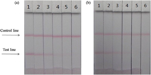 Figure 6. The sensitivity of the immunochromatographic assay of samples for carbofuran. (a) cucumber (b) apple. 1 = 0 ng/mL, 2 = 0.1 ng/mL, 3 = 0.2 ng/mL b, 4 = 0.5 ng/mL, 5 = 1 ng/mL, 6 = 2 ng/mL, respectively cut off at 2 and 1 ng/mL.