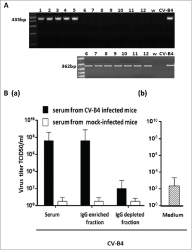 Figure 5. Enhancing activity of serum-derived IgG from CV-B4 E2-inoculated mice. Spleen cells cultures were inoculated with CV-B4 E2, CV-B4 E2 mixed with IgG-enriched or IgG-depleted fractions of serum (diluted 1:1,000) from CV-B4 E2-infected mice or mixed with serum from control mice. (A) Detection of intracellular viral RNA. Agarose gel electrophoresis of amplicons resulting from RT-PCR (top) and semi-nested-RT-PCR (bottom) are presented. Spleen cells cultures were inoculated with: CV-B4 E2, MOI=0.02, in presence of IgG-enriched (1, 2, 3, 4 and 5) or IgG-depleted (6, 7, 8, 9 and 10) serum collected on day 14 post-infection from 5 CV-B4 E2-infected mice, or CV-B4 E2 (11), or CV-B4 E2 in presence of serum from control mice (12).Supernatant of CV-B4 E2-infected HEp-2 cell culture (CV-B4), sterile water (W). (B) Levels of infectious particles in supernatants of spleen cell cultures. Spleen cells cultures were incubated with medium containing CV-B4 E2 mixed with mouse serum, IgG-enriched or IgG-depleted fractions of mouse serum (dilution 1/1000) obtained from CV-B4 E2-infected mice (black bars) or mock-infected mice (white bars) on day 14 post-infection (a) or with medium containing CV-B4 E2 (b). The MOI was 0.02. Culture supernatant samples were harvested 3 days after inoculation. IgG-enriched and IgG-depleted fractions of serum were obtained by using Protein G affinity chromatography. The results are mean + SD (n=3) of virus titers determined on HEp-2 cells by limiting dilution assay for 50% tissue culture infectious doses (TCID50).