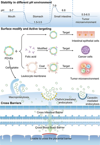 Figure 2 Applications of plant-derived vesicles in cancer therapy as a carrier.