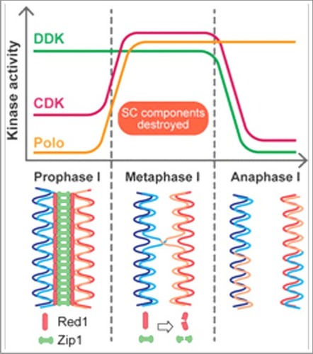 Figure 1. The activities of fundamental cell cycle kinases overlap during the prophase I-metaphase I transition, leading to efficient destruction of SC proteins Red1 and Zip1 before anaphase I. See the text for more details.