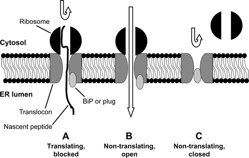Figure 1.  The three states of ribosome-translocon complex. (A) The ribosome-translocon channel is occupied by the polypeptide chain being translocated. (B) After the completion of translocation, the polypeptide leaves the channel empty. In this state, the complex allows the passage of small molecules. (C) The pore is closed again once the ribosome has been released from the translocon.
