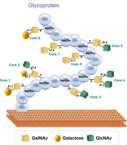 Figure 2 O-glycans structure core 1–8. Core 1 and core 2 structures are the most abundant out of the eight identified mammalians core structures. Core 1 structure is composed of galactose and is attached to the base GalNAc. Core 2 structure utilizes the core 1 structure complex with an addition of GlcNAc. Core 3 structure is produced by the addition of a GlcNAc to the TN antigen. Core 3 structure can be extended by the addition of a branching GlcNAc at the C6 hydroxyl group of GalNAc to form core 4 structure.