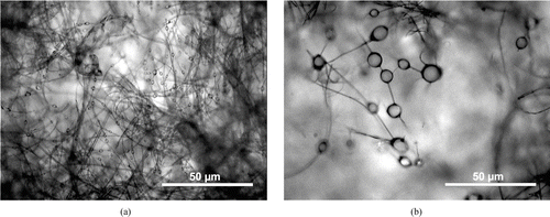 FIG. 8 Optical microscopic observations of W filters clogged with 1 mg n-hexadecane. (a) DMM = 1 μ m, (b) DMM = 7 μ m. Magnification ×200.