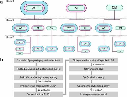 Figure 1. Overview of the antibody discovery campaign. a) Flow diagram showing phage display selection campaign. The bacterial strain used at each round of selection is shown. WT (wild type) = K. pneumoniae 43816, M (mutant) = K. pneumoniae 43816 ΔcpsB, DM (double mutant) = K. pneumoniae 43816 ΔcpsBwaaL. b) Flow diagram summarizing the antibody discovery campaign. The number of antibodies triaged at each stage is indicated.