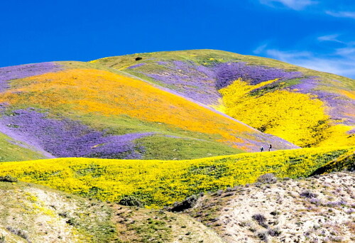 A superbloom at the Carrizo Plain National Monument in California.