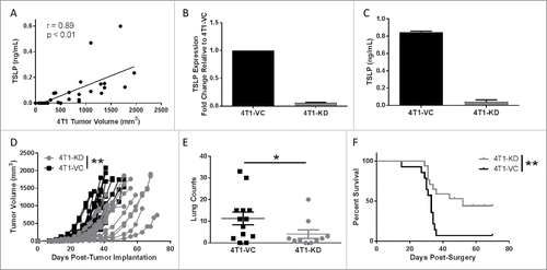 Figure 1. Knockdown of TSLP reduces primary tumor growth and spontaneous metastasis. (A) Serum TSLP concentration as measured by ELISA in 4T1 tumor-bearing BALB/c mice (n = 11) reflecting varying tumor volumes. Data analyzed by Spearman correlation. (B) TSLP expression as measured by qRT-PCR analysis. Data normalized to the housekeeping gene GAPDH and 4T1-VC group set to 1.0 to determine relative expression of the 4T1-KD group (silenced with construct ID v2MM_53644; clone 1). (C) TSLP concentration in cell-free supernatants of the indicated cell lines (1 × 106 cells/ml after 24 hours), as measured by ELISA. Results in B & C represent the mean ± SEM of 3 or 4 separate experiments, respectively. (D) Tumor growth of the indicated cell population in wild-type (WT) female BALB/c mice. Growth differences are significant at all time points measured (each line represents a single mouse (n = 16 4T1-KD, n = 17 4T1-VC; compilation of 3 independent experiments). (E) Spontaneous metastasis of the indicated cell populations at endpoint when primary tumor volumes between groups were comparable. Lung metastatic foci quantified using H&E-stained slides (each point represents an individual mouse; compilation of 3 independent experiments; n = 10 4T1-KD, n = 13 4T1-VC). (F) Survival post-surgical resection of the primary tumor in WT female BALB/c mice (n = 17 4T1-KD, n = 14 4T1-VC; compilation of 2 independent experiments). *P < 0.05, **P < 0.01.