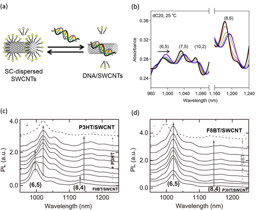 Figure 19. (a) A schematic drawing of the exchange reaction between SC-dissolved SWCNTs (left) and ssDNA/SWCNTs (right). (b) Absorption spectra of the SWCNT in the mixed solution of SC containing ssDNA of 0 (black), 0.0625 (red), 0.156 (orange), 0.313 (yellow), 0.469 (green), 0.938 (blue) and 15.6 μM (purple) at 25 °C. Isosbestic points were observed in the spectral changes. (c), (d) PL spectra of (c) F8BT/SWCNT and (d) P3HT/SWCNT in a chloroform solution excited at 580 nm with an increasing amount of excess (c) P3HT and (d) F8BT and measured 10 days after the addition of excess polymer. Part (b) reprinted by permission from Macmillan Publishers Ltd: Y Kato et al 2012 Sci. Rep. 2 733, copyright 2012. Parts (c) and (d) reproduced with permission from S D Stranks et al 2013 Adv. Mater. 25 4365. Copyright 2013 John Wiley and Sons.