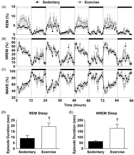 Figure 3. Sleep data graphed in 1-hr blocks revealing that (A) Physically active rats had a significant increase in the time spent in REM sleep during the light cycle. (B) There were no significant differences in the time spent in NREM. (C) There were no significant differences in the time spent in the WAKE state. Importantly, immediately following peak wheel running (mid-dark cycle) exercising rats had on an average (D) longer REM episode durations and E) NREM episode durations when compared with sedentary rats (see Results section for details). Arrows denote times when NREM sleep was significantly different in physically active versus sedentary rats. (†p < 0.05 exercise compared with sedentary).