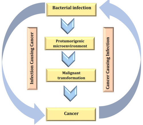 Figure 7 Ambiguous relationship between cancer and bacterial infection. Created in ©BioRender.com.