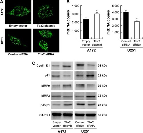 Figure 3 Tbx2 regulates mitochondrial fission/fusion and related proteins.