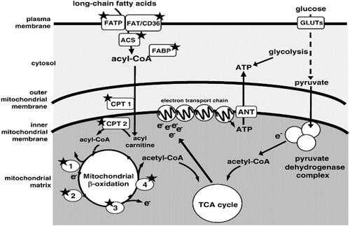 Figure 1 Cellular energy–metabolism pathways.Notes: Major routes for ATP production from catabolism of fatty acids and glucose in cardiomyocytes. Proteins and enzymes known to be regulated by PPARα are indicated by a star. 1) Four chain length–specific acyl-CoA dehydrogenases; 2) enoyl-CoA hydratase; 3) 3-hydroxyacyl-CoA dehydrogenase; (4) 3-ketoacyl-CoA thiolase. Reproduced from Fink BN. The PPAR regulatory system in cardiac physiology and disease. Cardiovasc Res. 2007;73(7):269–277, by permission of Oxford University Press.Citation11Abbreviations: FATP, fatty acid–transport protein; FAT/CD36, fatty-acid translocase; FABP, fatty acid–binding protein; ACS, acyl-CoA synthetase; GLUTs, glucose transporters; CPT, carnitine palmitoyltransferase; TCA, tricarboxylic acid; ANT, adenine nucleotide translocator.