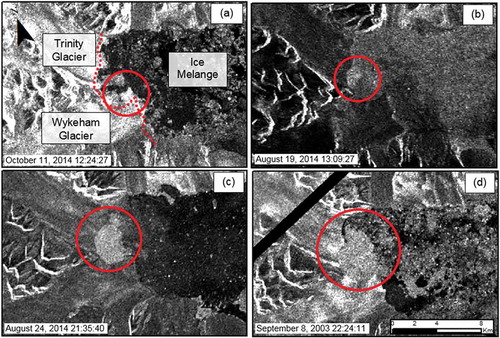 Figure 2. Examples of iceberg plume classification for Radarsat-2 ScanSAR Wide beam mode imagery (100 m resolution): (a) size 1 (<1 km2); (b) size 2 (1–10 km2); (c) size 3 (10–20 km2); and (d) size 4 (20–30 km2). Dotted line shows the approximate terminus outline for Trinity and Wykeham glaciers. Data and Products © MacDONALD, DETTWILER AND ASSOCIATES LTD (2015) – All Rights Reserved. RADARSAT is an official mark of the Canadian Space Agency.