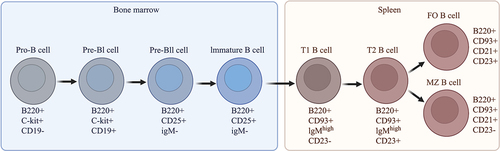 Figure 4. Graphic overview of B-cell development and maturation in the bone marrow and spleen. The surface markers used to identify each B-cell subset are shown below the respective B-cell subtype. T1, transitional type 1 B cells; T2, transitional type 2 B cells; FO, follicular B cells; MZ, marginal zone B cells. The image was created using BioRender software.