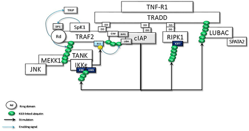 Figure 2 TRADD in the TNFR1sc recruits the TRAF2, c-IAPs, and RIPK1 through dead domain (DD) interactions. Membrane-associated TRAF2 comes close to sphingosine kinase (SpK1) and binds with it. SpK1 may activate the E3 ligase function of TRAF2 through its product sphingosine-1-phosphate (SP1). Subsequently, K63-linked autoubiquitination of TRAF2 promotes the recruitment of downstream effector kinases, such as MEKK1 and TANK. TRAF2-TANK interaction stimulates the activation of IKKϵ and TBK1. IKKϵ phosphorylates TRAF2 at Ser11, which may promote the interaction of ubiquitinated TRAF2 with the UBA domain of c-IAPs. Then, the stabilized TRAF2-c-IAP interaction drives the K63-linked ubiquitination of IKKϵ, RIPK1, and TRADD for the recruitment of LUBAC.