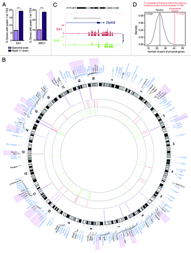 Figure 3. Transcriptional dysregulation in Nipbl +/− and SA1 −/− embryos and CdLS. (A) Percentage of genes with peaks of SA1 or SMC1 located 1kb upstream Transcription Start Site (TSS) for genes genome-wide or genes dysregulated in Nipbl +/− brains. GraphPad Prism 5 software was used to calculate two-tailed χ2 test (with Yates’ correction, ***p < 0.0001). (B) Circos diagram representing chromosomal location of Differentially Expressed Genes (FDR < 0.15) in SA1-null MEFs (black) and genes dysregulated in brains from Nipbl +/− embryos (blue). Regions shorter than 1 Mb containing two or more regulated genes are indicated by purple lines and the genes are shadowed in the same color. Binding sites at gene promoters (up to 1kb upstream the TSS) are depicted for SA1 (red) and SMC1 (green). (C) SA1 and SMC1 peaks at Zfp608 gene, a proposed biomarker of CdLS. This is one of the regions in the mouse genome with highest cohesin peak density. (D) Frequency distribution for pairs of proximal genes (< 1 Mb) in 10,000 random data sets of sample size equivalent to our experimental data set (as defined in B, n = 185). Red line highlights the frequency of pairs of proximal genes observed in the experimental data set.