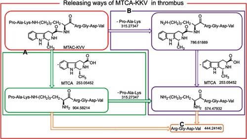 Figure 9 (A-C) In the arterial thrombus of the treated rats, MTCA-KKV is degraded via 3 ways to release anti-thrombosis, thrombolytic and thrombus targeting pharmacophores.Abbreviations: MTCA, (1R,3S)-1-methyl-1,2,3,4-tetrahydro-β-carboline-3-carboxylic acid; MTCA-KKV, (1R,3S)-1-methyl-1,2,3,4-tetrahydro-β-carboline-3-carboxyl-Lys(Pro-Ala-Lys)-Arg-Gly-Asp-Val.
