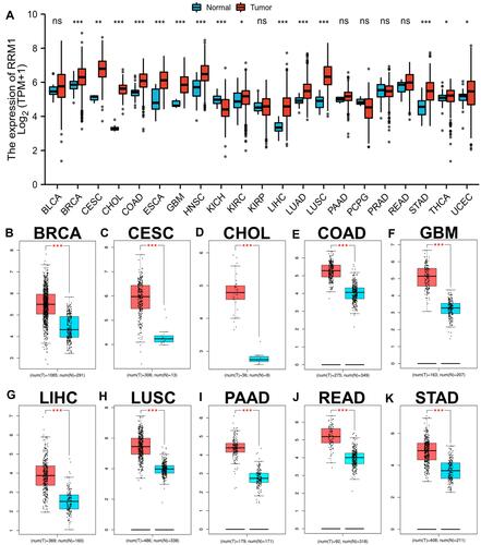 Figure 1 Pan-cancer analysis of RRM1 expression across 21 cancer types using TCGA database (A). (B–K) RRM1 expression analysis in BRCA (B), CESC (C), CHOL (D), COAD (E), GBM (F), LIHC (G), LUSC (H), PAAD (I), READ (J) and STAD (K) compared with TCGA and GTEx normal tissues. *p value < 0.05; **p value < 0.01; ***p value < 0.001.