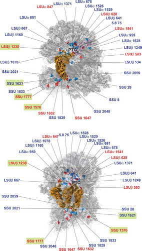 Figure 7. Variable Nm modifications in T. brucei are located around functional domains of the ribosome. Nm sites whose levels are reproducibly regulated (>10%) in T. brucei BSF are indicated. Nm sites whose level is increased in BSF (compared to PCF) are coloured in red and those whose level is decreased in BSF are coloured in blue, respectively. Hypermodified and hypomodified sites (FC>3) are indicated by a green box. A- P- and E- site tRNAs are represented as a gold surface. The peptidyl transferase centre (PTC) and protein exit tunnel (marked with a purple dotted line) are indicated. The 3D representation is based on the published L. donovani cryo-EM coordinates deposited as 6AZ3 and 6AZ1 for the large and small subunits, respectively [Citation21]. L.donovani Nm sites corresponding to T. brucei SSU and LSU rRNA are shown.