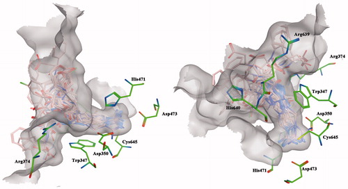 Figure 2. In silico docking of title compounds within the binding site of PAD4 protein structure. Top-ranked energy poses and representative view of the C-terminal domain. The binding site is represented as molecular surfaces, and ligands and key amino acid residues are shown as pink and green sticks, respectively.