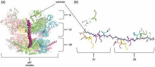 Figure 11. p97 complex. The p97 complex processing poly-ubiquitinated substrate (PDB: 7LN5 (Pan et al. Citation2021)). Each macromolecular chain is colored uniquely. The substrate is colored purple. (b) Depiction of partially engaged D1 ring and fully engaged D2 ring in the open conformation of p97.