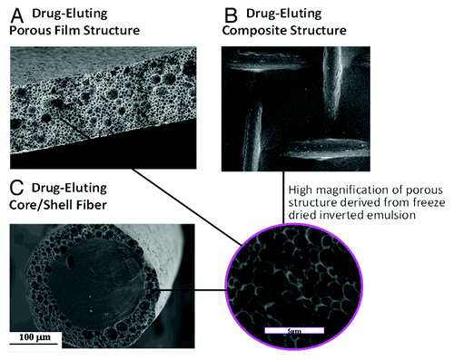 Figure 2. SEM micrographs of biodegradable drug-loaded porous structures derived from freeze-dried inverted emulsions: (A) cross section of a film, (B) composite mesh/matrix structure and (C) cross section of core/shell fiber. High magnification of the porous structure is shown in the circle.