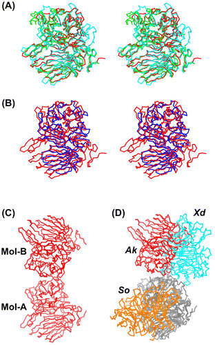 Figure 3. Comparison of the Cα backbones of AkFFase and related GH32 enzymes.