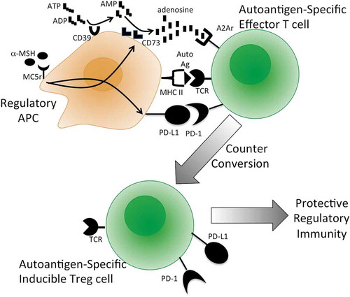 FIGURE 2. Melanocortin-driven induction of autoantigen-specific protective immunity. Self-resolution or α-MSH treatment of experimental autoimmune uveitis in mice is followed by the induction of autoantigen-specific Treg cells that provide resistance to the recurrence of uveitis.Citation72,Citation84 This is driven by the action of α-MSH, through MC5r on macrophages, to induce antigen presenting activity that counter-converts autoantigen-specific effector T cells into inducible Treg cells.Citation2,Citation77α-MSH upregulates APC generation of adenosine and expression of PD-L1.Citation72 This process requires autoantigen-specific effector T cells expressing the adenosine 2A receptor.Citation72 Ag, antigen, CD39, ecto-nucleoside triphosphate diphosphohydrolase 1; CD73, ecto-5’-nucleotidase; MHC II, major histocompatibility class II antigen; TCR, T-cell receptor.