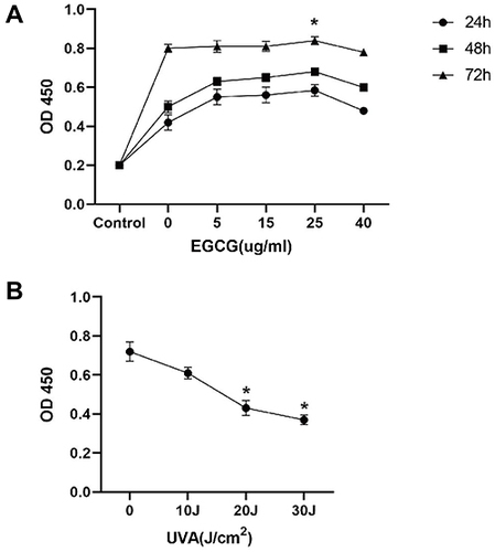 Figure 1 EGCG shows little inhibitory effect on fibroblasts cell viability, while UVA irradiation induces a decrease of cell viability in a dose-dependent manner. (A) Fibroblasts were incubated for 24, 48, and 72h with different EGCG concentrations (0–40μg/mL), and their proliferative activity was evaluated with CCK8 assay. (B) The CCK-8 assay was used to analyze the proliferative activity of cells exposed to UVA (0–30J) for 2 weeks. The results are expressed as the OD value ± SD (*p<0.05).