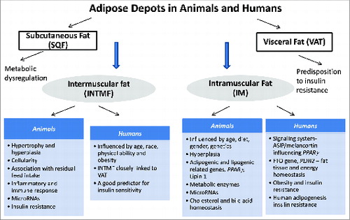 Figure 1. Major metabolic, physiological, and genetic changes associated with different Intermuscular and Intramuscular fat in animals and humans.