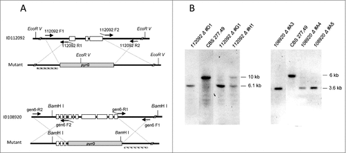 Figure 4. Disruption of 112092 and 108920 genes. (A) Targeted replacement strategy using a vector generated by fusion PCR with the pyrG gene as selective marker. Black arrowheads indicate the primer pairs used for amplification of DNA fragments. Probes are indicated (dashed bar). (B) Southern analysis of gDNAs from M. circinelloides CBS277.49 and transformants. DNAs were digested with EcoR V and Sma I to detect 112092 and 108920 gene deletions, respectively.